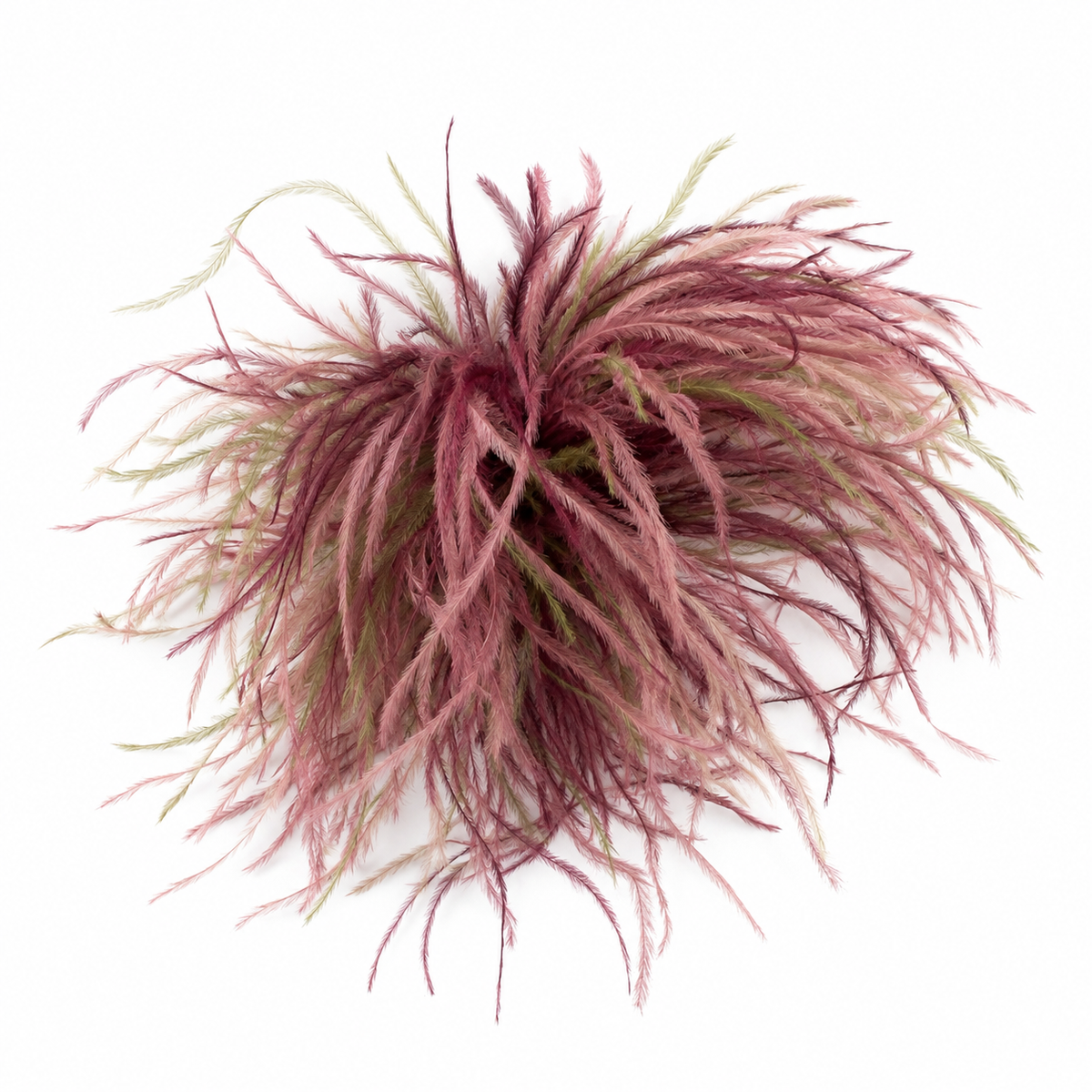 Pin Plumas Avestruz